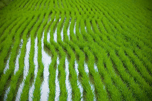 green lines rice paddy unescoworldheritagesite rows wavy republicofkorea hahoefolkvillage 안동하회마을