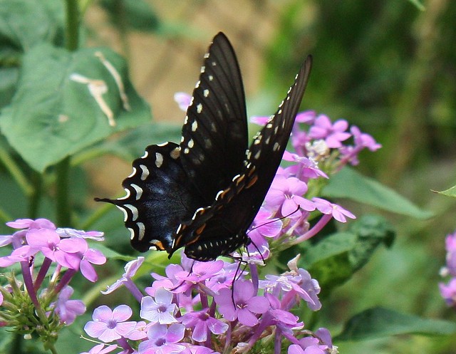 Spicebush Swallowtail on Phlox
