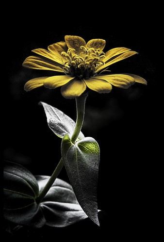 shimmer by heelside, there's something satisfying about gardening; even a small plant on your front steps, watered daily,