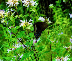 Eastern Tiger Swallowtail (Papilio glaucus) - dark-form of the female