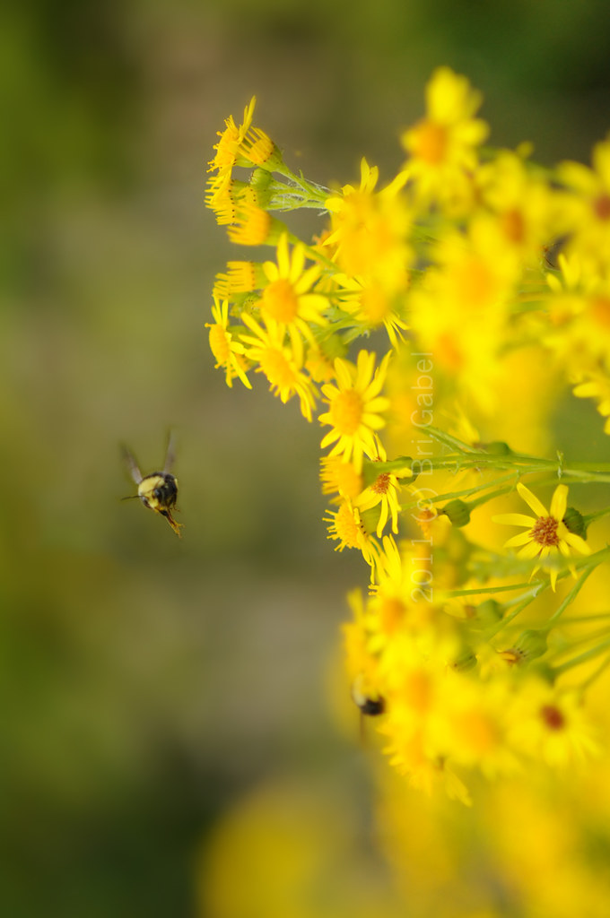 Honey Bee | 2011 (c) Bri Gabel | Bri Gabel | Flickr