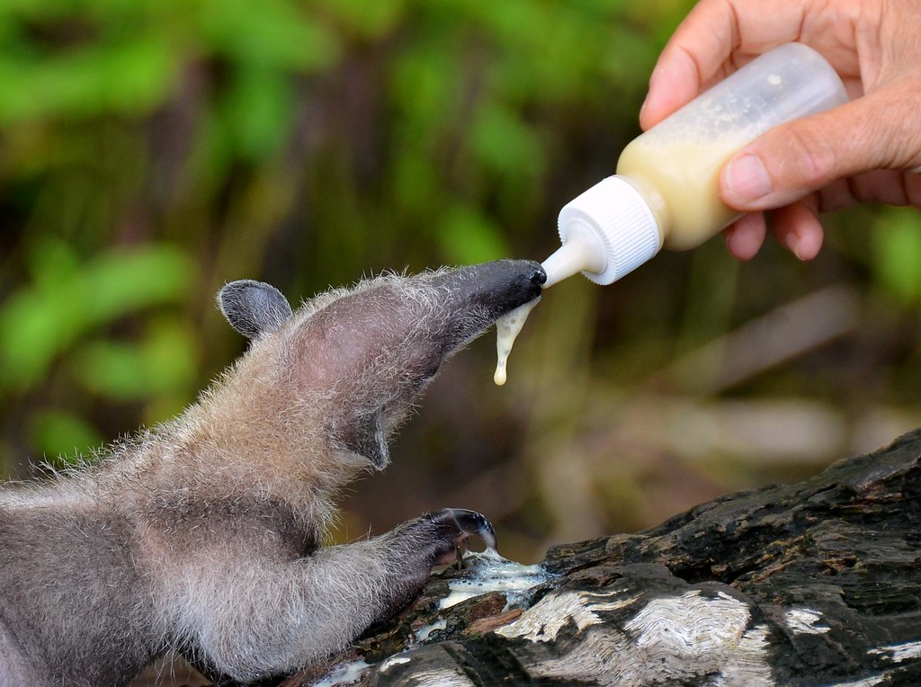 Baby Anteater being bottle fed through its early years.
