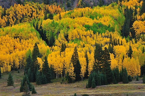 Colorado Fall Colors | by Art Mullis Photography (All Images Copyrighted)