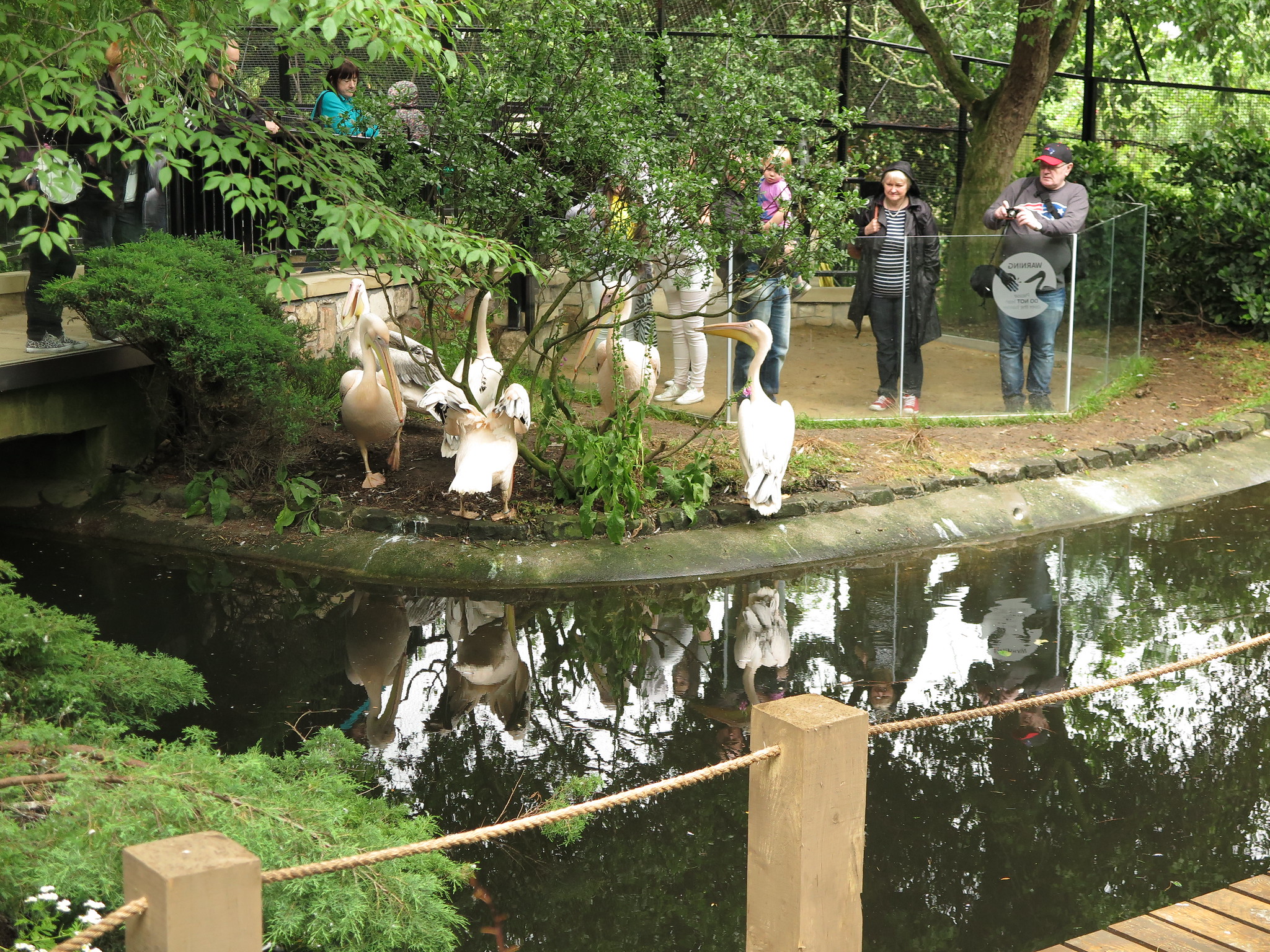 Pelicans {Day 2} (Edinburgh)