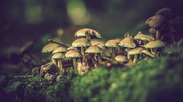 Le monde du champignon