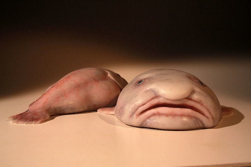 Blobfish declared world's ugliest animal