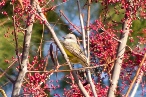 bird couchskingbird tularecounty