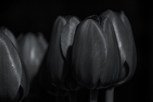 Bianco e Nero. Tulipani.