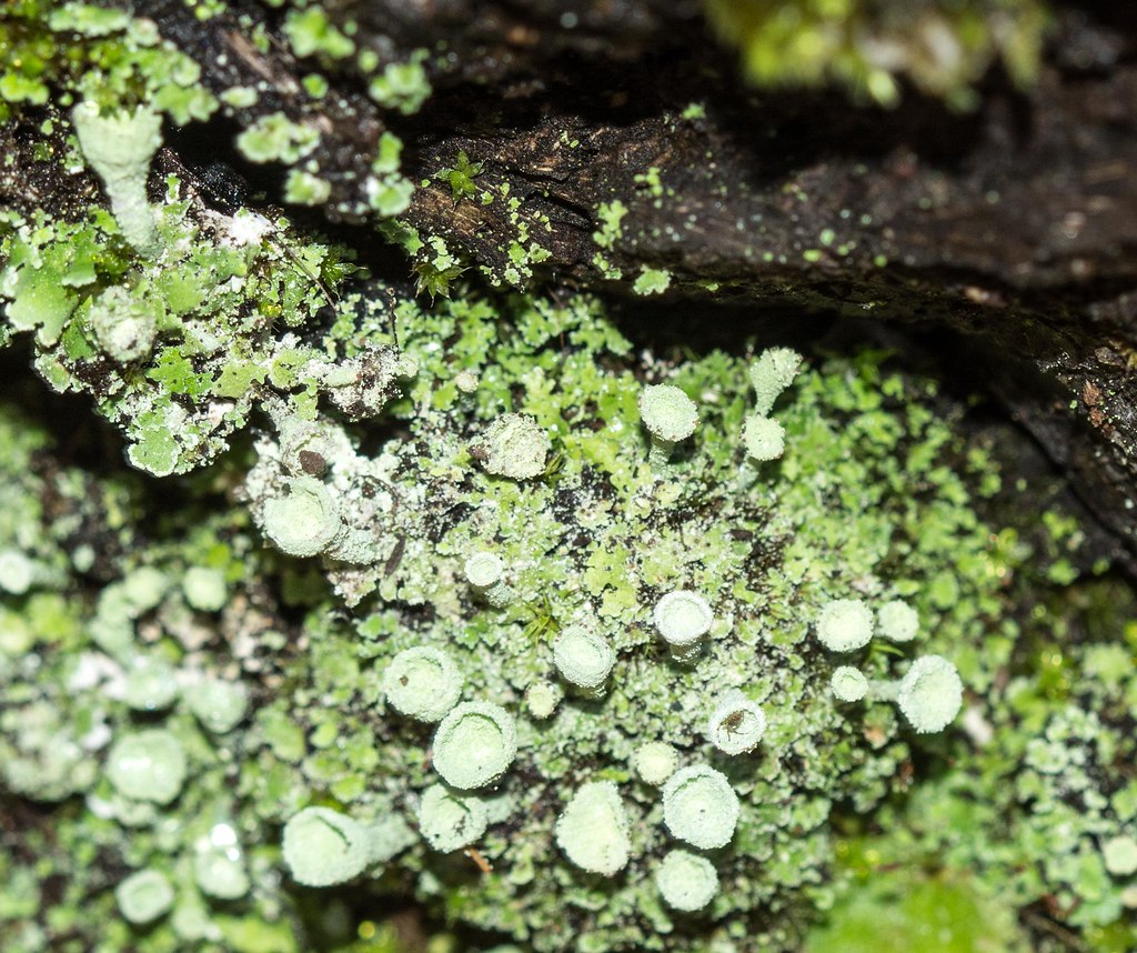 Cladonia pyxidata