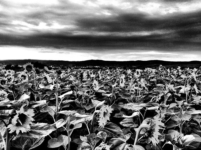 Storm of the sunflowers