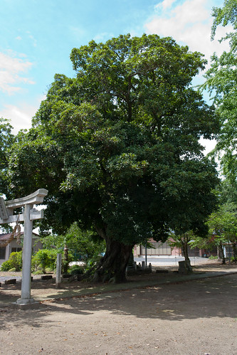 α7 Giant Evergreen Oak of Takao Shrine