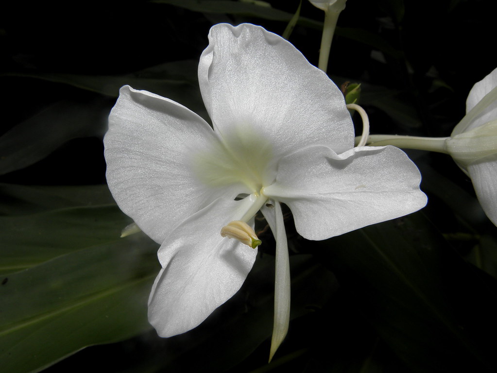 Matandrea (Hedychium coronarium)- Flor de mariposa / Butte… | Flickr