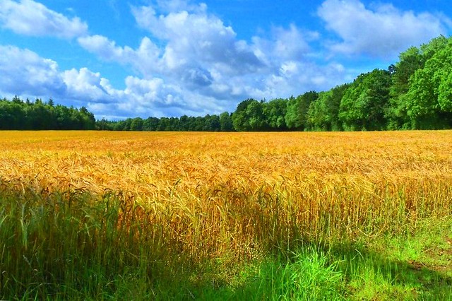 harvest field