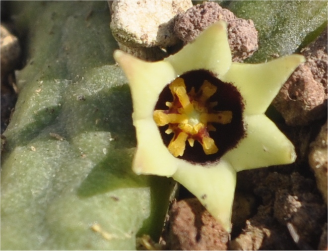 Ophionella arcuata ssp. mirkinii