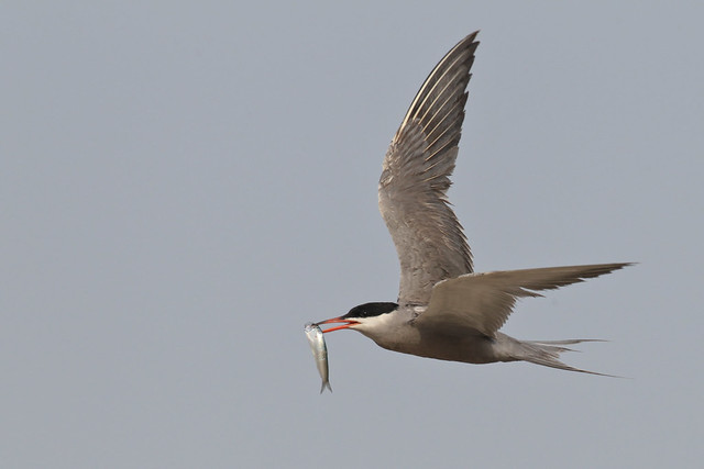 White-cheeked Tern الخرشنة بيضاء الخد