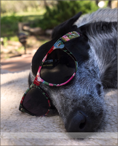 688: Rascal Chill'n by ⌘ iSite Photography, Rascal has got it made!

And add me as a contact <a href="http://www.flickr.com/people/osmann/">Here