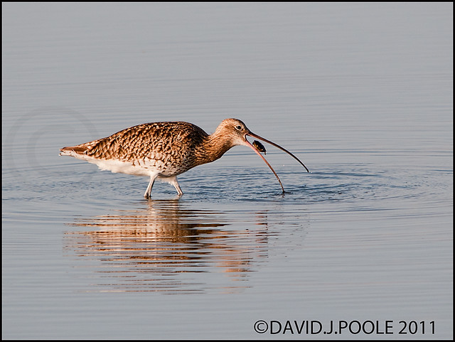 Curlew 2
