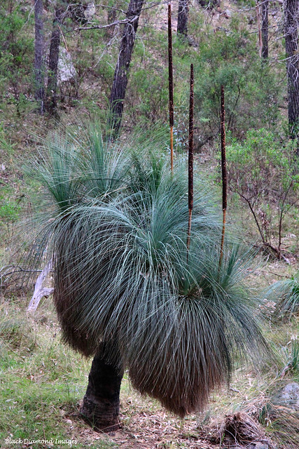 Xanthorrhoea glauca subsp. angustifolia - Grass Tree - Grand High Tops Walk, Warrumbungles