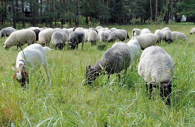 5592 Eine Herde Schafe und Ziegen auf der Weide in der Boberger Niederung in Hamburg Lohbrügge.