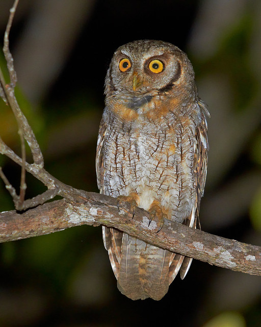 Corujinha-do-mato (Tropical Screech-Owl)