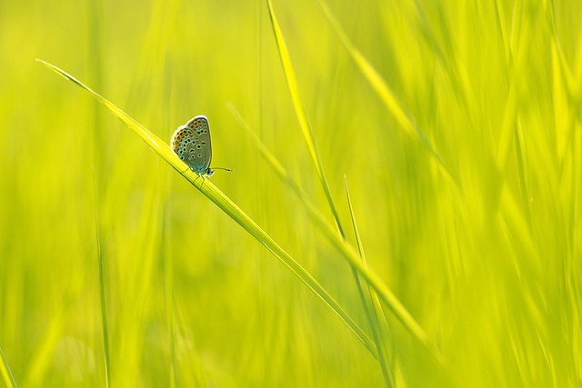 butterfly in a green world