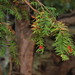 Flickr photo 'Taxus baccata - yew, cones (48°24' N 15°31' E)' by: HermannFalkner/sokol.