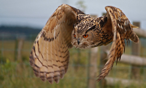 Tony Ruddick Eurasian Eagle Owl in Flight | The Eurasian Eagle-owl (Bubo … | Flickr