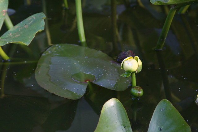 984-Lily pad in Lake Bradford
