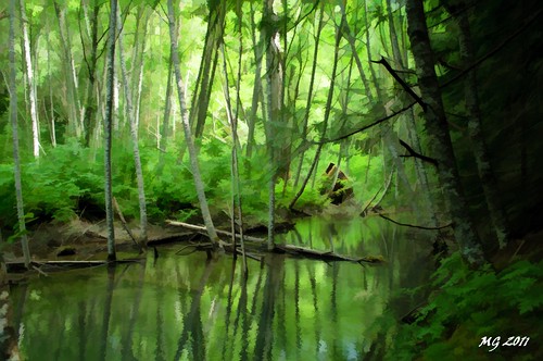 trees canada reflection tree green water forest reflections pond nikon rainforest walk hike swamp simplified temperate