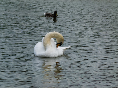 Swan cleaning itself
