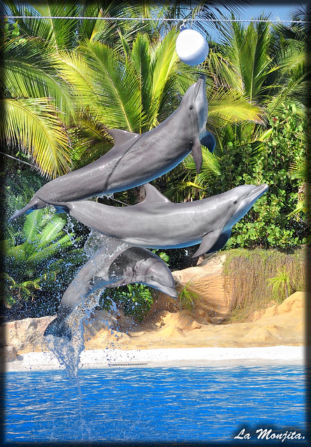 Delfines en el Loro Parque.