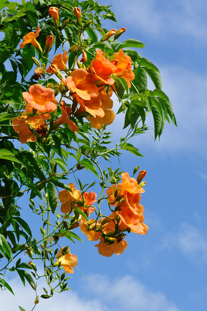ノウゼンカズラ Campsis Grandiflora ノウゼンカズラ 凌霄花 ノウゼンカズラ科 In My Flickr