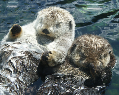 aquarium - sea otters milo tanu rafting | The Vancouver Aqua… | Flickr
