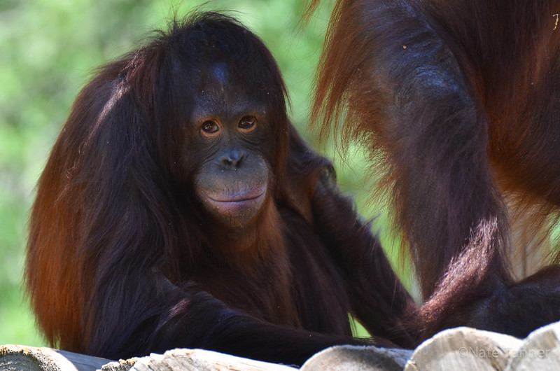Orangutan - Hoggle Zoo