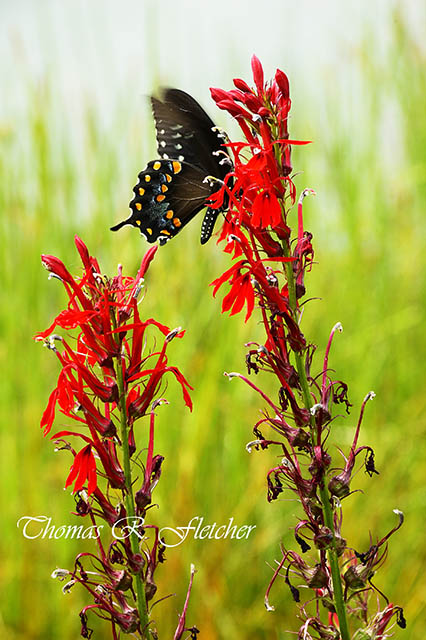 Spicebush Swallowtail on Cardinal Flower