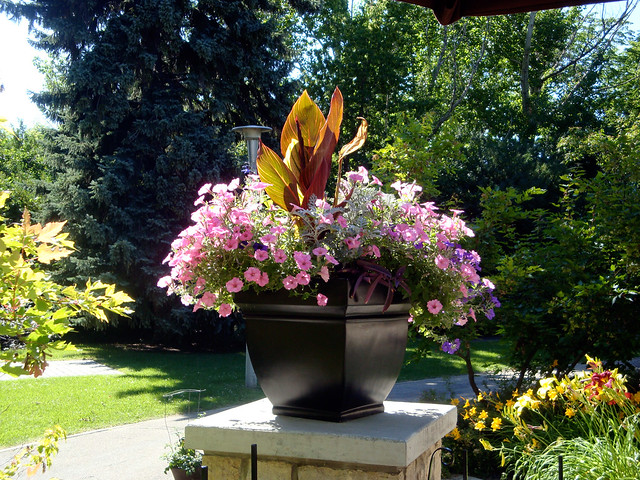 Canna Container