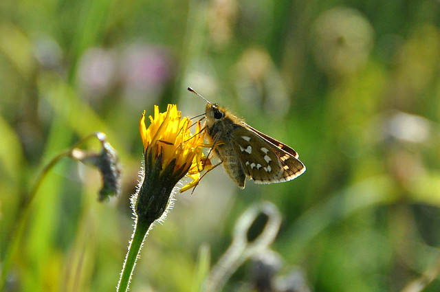 Silver-spotted Skipper butterfly (Hesperia comma), Oxforshire