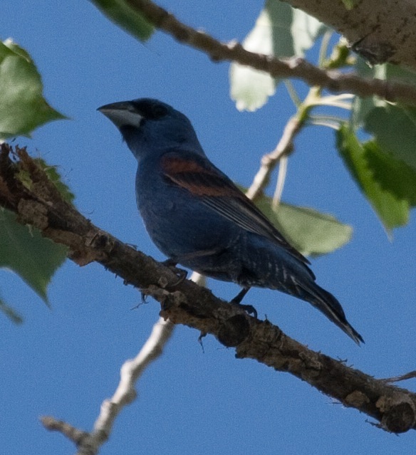 Blue Grosbeak
