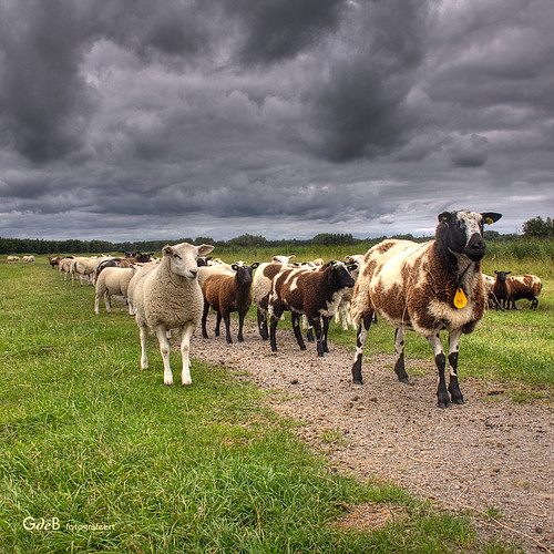 wow1 wow2 wow3 oostzaan hettwiske singlerawhdr schaapjestellen gdebfotografeert mygearandme juli2011