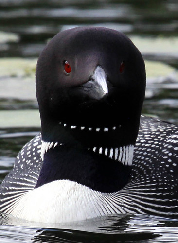 Common Loon