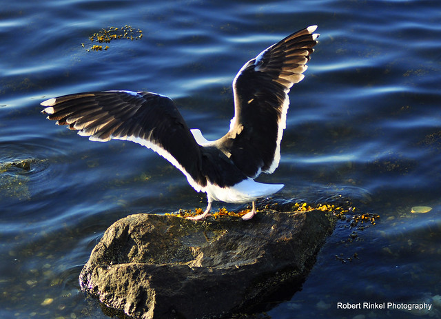 Big seagull, landing gracefully.