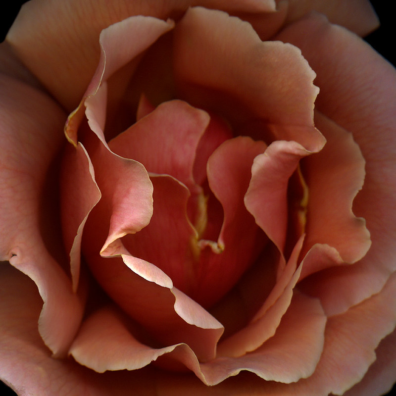 THE OPULENCE of THE BLOUSY "JUST JOEY" SALMON ROSE... by magda indigo