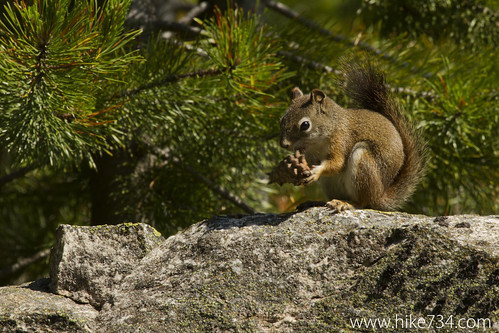 Red Tree Squirrel