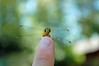 dragon fly:)  TAGGED . by tgraham-