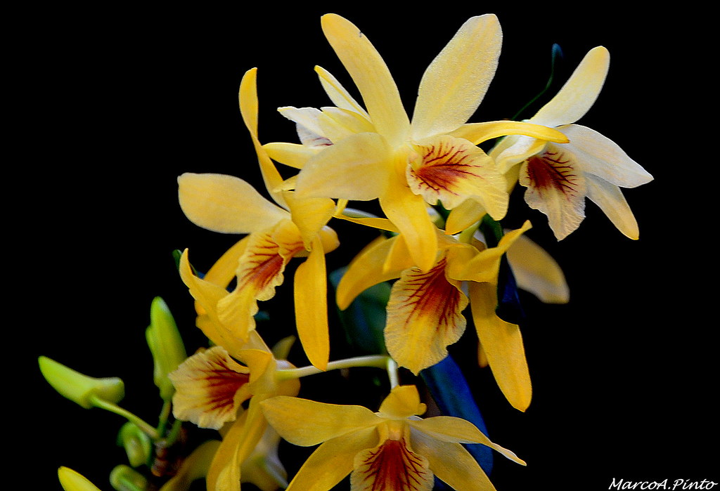 Orquídeas amarelas | Marco Antonio Pinto | Flickr