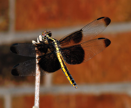 oklahoma dragonfly ok shawnee libellulaluctuosa flickraward nikonflickraward juvenilewidowskimmer