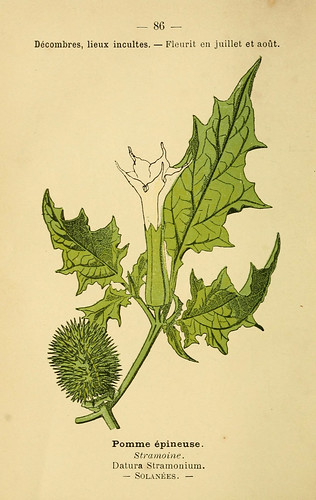 n185_w1150 | Atlas de poche des plantes des champs, des prai… | Flickr