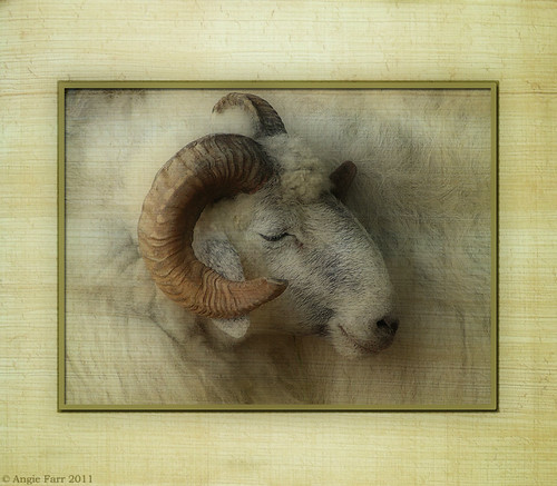 Baa baa white sheep | by rubyblossom.