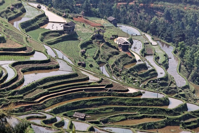 Terrace ricefields