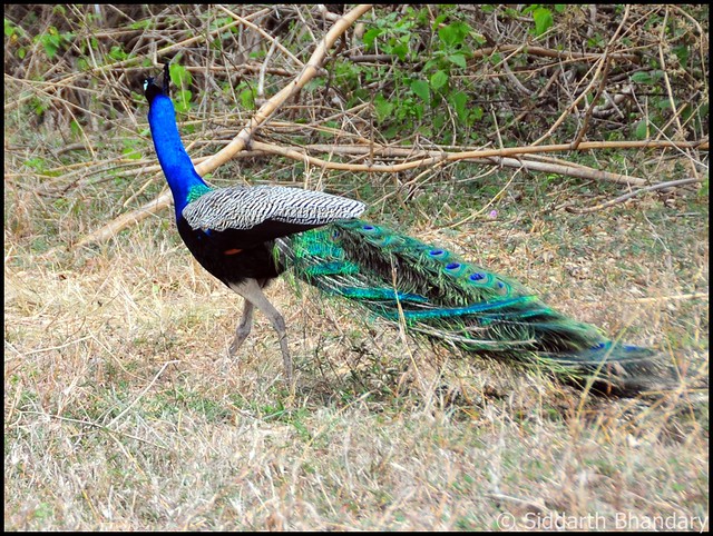 Peacock @ Bandipur national park
